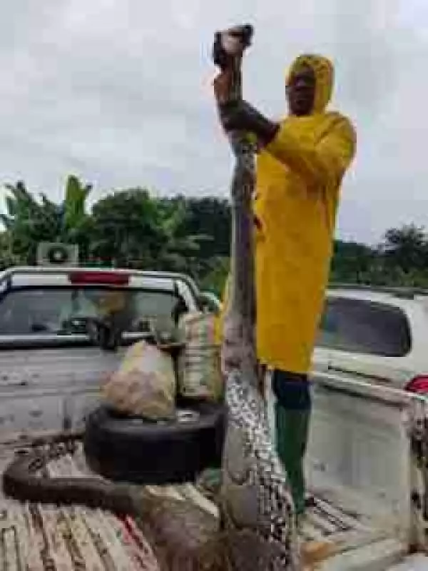See Photos Of A Big Python Killed By A Commissioner In Delta